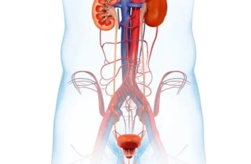 Male urinary anatomy