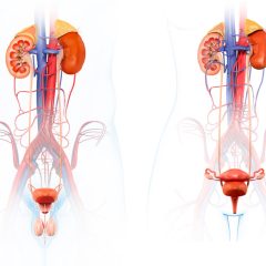 Male and female urinary system
